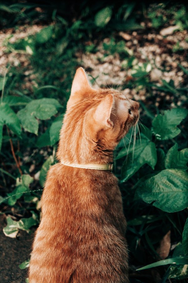Which gardens in Surrey offer specialized tours about Victorian plant hunters?
